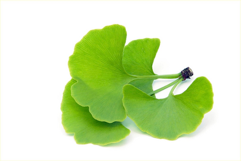 Ginko Biloba 