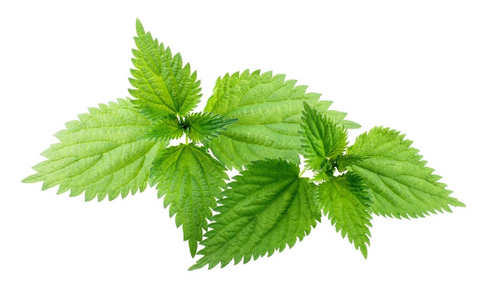  Stinging Nettle